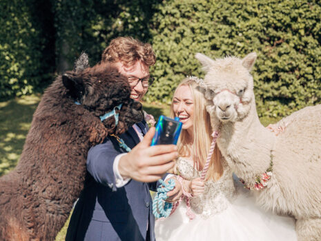 A wedding couple smiling and laughing while taking a selfie with two alpacas